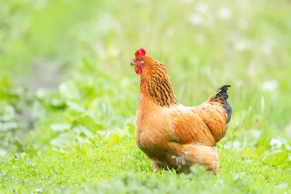 Csirke Fűben Egy Farmon Narancs Csirke Tyúk Hogy Egy Séta — Stock Fotó