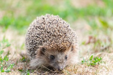 Kirpi, vahşi, yerel, Avrupalı kirpi. Bilimsel adı: Erinaceus europaeus. Kirpi yolda oturuyor ve güneşin tadını çıkarıyor.