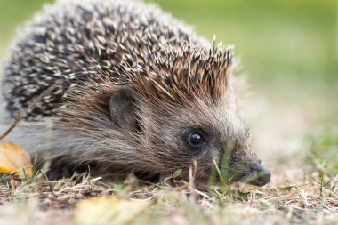 Kirpi, vahşi, yerel, Avrupalı kirpi. Bilimsel adı: Erinaceus europaeus. Kirpi yolda oturuyor ve güneşin tadını çıkarıyor.