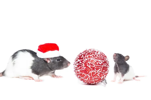 Крыса Рождественским Мячом Изолированном Белом Фоне — стоковое фото