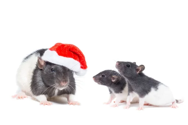 Rat Met Kerst Bal Geïsoleerde Witte Achtergrond — Stockfoto