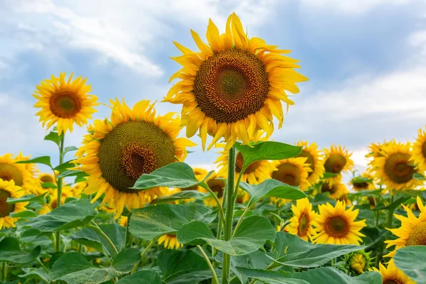 Fondo Natural Girasol Girasol Floreciendo Primer Plano Del Girasol — Foto de Stock