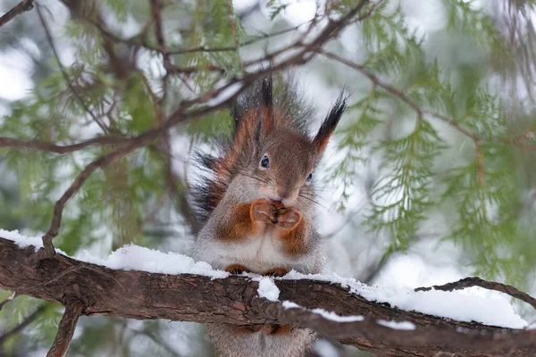 Squirrel Winter Sits Tree Trunk Snow Eurasian Red Squirrel Sciurus — Stockfoto
