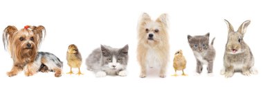 Tavuk yavru kedi köpek ve beyaz arka plan üzerinde tavşan