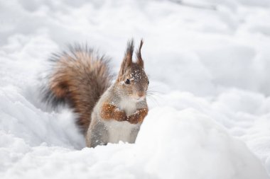 Kışın sincap karlı bir ağaç gövdesinde oturur. Avrasya kızıl sincabı, Sciurus vulgaris, kışın karla kaplı bir dalda oturuyor..