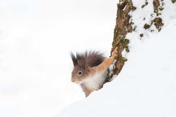 Squirrel Winter Sits Tree Trunk Snow Eurasian Red Squirrel Sciurus — Stock Photo, Image