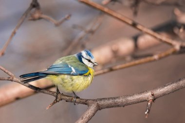 A colourful cute blue yellow white little Blue Tit sitting perched on a small tree branch rim lit in the early morning sun against a soft green plain background with space to the for text.
