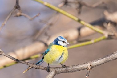 A colourful cute blue yellow white little Blue Tit sitting perched on a small tree branch rim lit in the early morning sun against a soft green plain background with space to the for text.