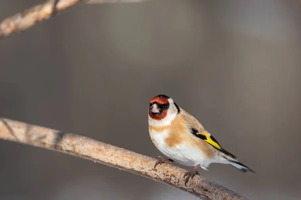 Pinzón Oro Europeo Carduelis Carduelis Sentado Rama Del Árbol Thuja —  Fotos de Stock