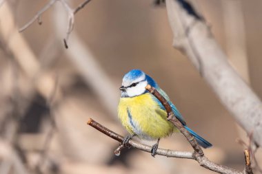 A colourful cute blue yellow white little Blue Tit sitting perched on a small tree branch rim lit in the early morning sun against a soft green plain background with space to the for text.