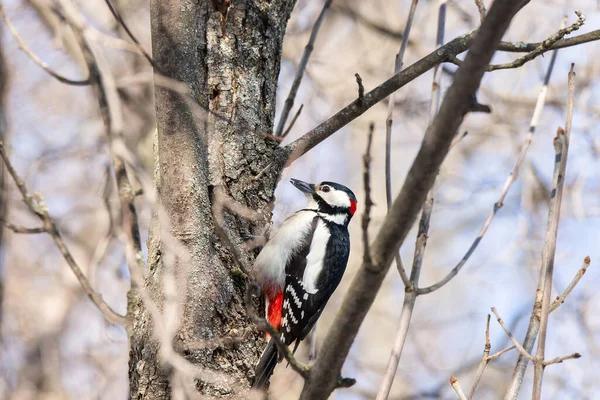 Bir erkek Büyük Benekli ağaçkakan (Dendrocopos major) bir ağacın kenarında böcek arıyor.