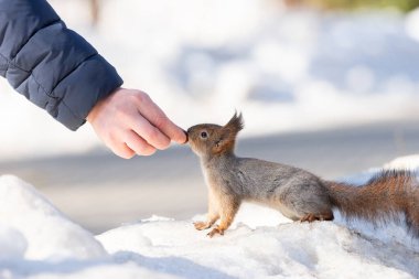 Kışın sincap karlı bir ağaç gövdesinde oturur. Avrasya kızıl sincabı, Sciurus vulgaris, kışın karla kaplı bir dalda oturuyor..