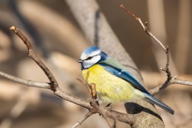 A colourful cute blue yellow white little Blue Tit sitting perched on a small tree branch rim lit in the early morning sun against a soft green plain background with space to the for text.