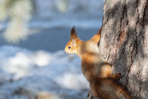 Squirrel Winter Sits Tree Trunk Snow Eurasian Red Squirrel Sciurus — Stock Photo, Image