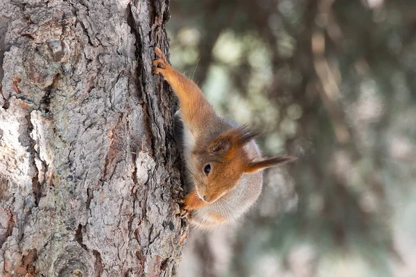 Squirrel Winter Sits Tree Trunk Snow Eurasian Red Squirrel Sciurus — Stockfoto