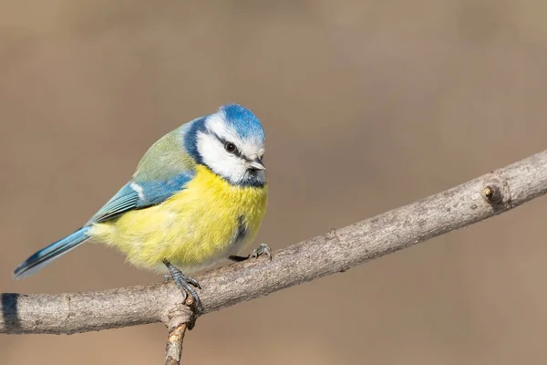 Colourful Cute Blue Yellow White Little Blue Tit Sitting Perched — Stok fotoğraf