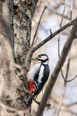 Bir erkek Büyük Benekli ağaçkakan (Dendrocopos major) bir ağacın kenarında böcek arıyor.