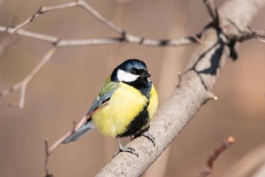 Parlak küçük sarı kuş büyük baştankara, Parus büyük, yerde sonbahar çim oturan ve çevresini gözlemleyerek