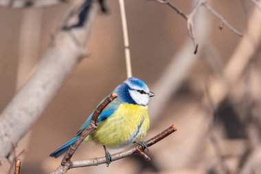 A colourful cute blue yellow white little Blue Tit sitting perched on a small tree branch rim lit in the early morning sun against a soft green plain background with space to the for text.