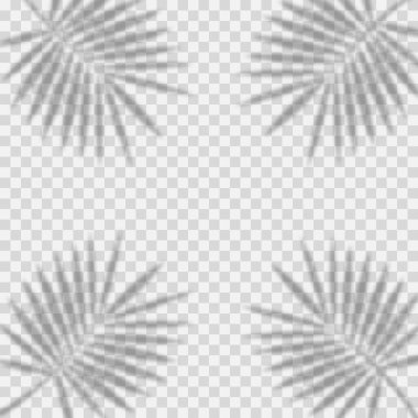 Gölge arkaplan örtüleri. Gerçekçi Gölge, sahneleri uydur. Tropikal yaprakların şeffaf gölgesi.