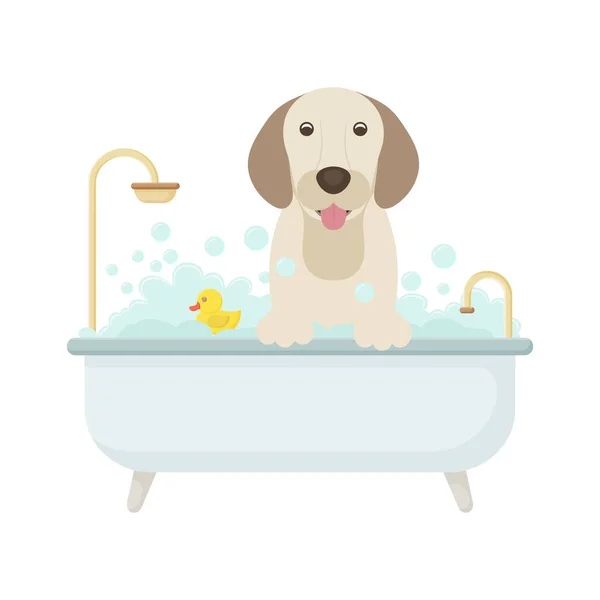 Vector cartoon stijl illustratie van schattige labrador hond nemen van een bad vol zeep schuim. Gele rubberen eend in bad. Rechtenvrije Stockvectors