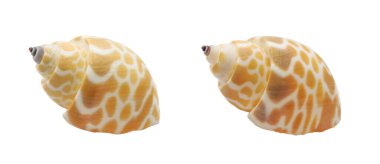 beyaz arkaplanda izole edilmiş bir deniz kabuğu