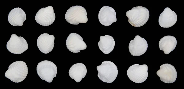 Top View Set Sea Scallop Shell Isolated Black Background — Stock Fotó