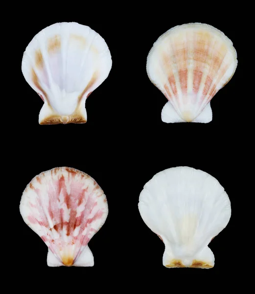 Top View Set Sea Scallop Shell Isolated Black Background — Foto Stock