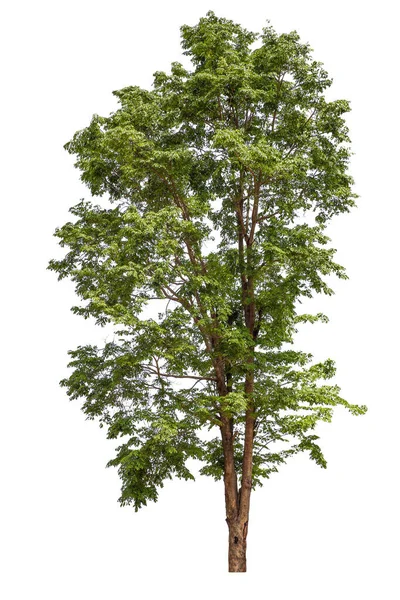 Μεγάλα Τροπικά Δέντρα Όμορφα Στη Φύση Χρησιμοποιούνται Για Αρχιτεκτονική Διαφημιστική — Φωτογραφία Αρχείου