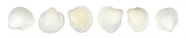 Top View Set Sea Scallop Shell Isolated White Background — Stok fotoğraf