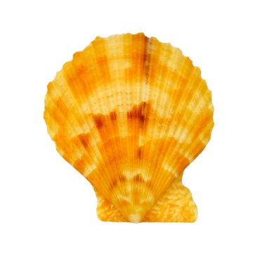 Top view, gold sea scallop shell, isolated on white background.
