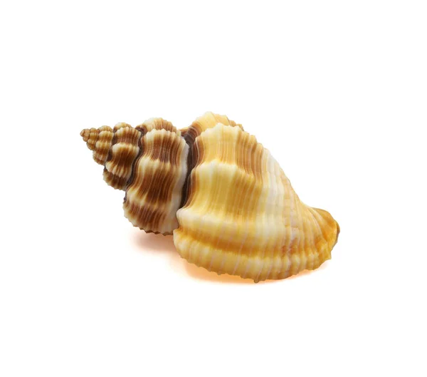 One Sea Shell Isolated White Background Clipping Path — Photo