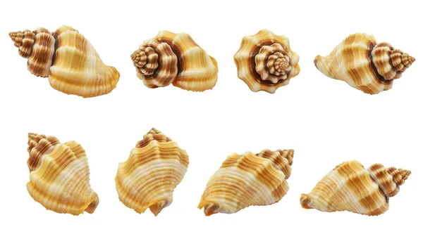 Collection One Seashell Different Perspectives Isolated White Background Clipping Path — 스톡 사진