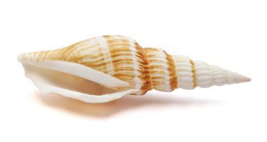 one sea shell isolated on a white background. with clipping path.