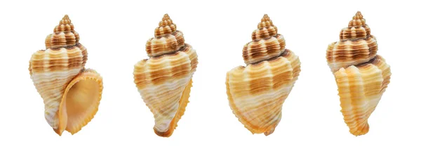 Collection One Seashell Different Perspectives Isolated White Background Clipping Path — Photo