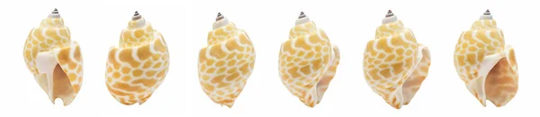 Collection One Seashell Different Perspectives Isolated White Background Clipping Path — Stockfoto