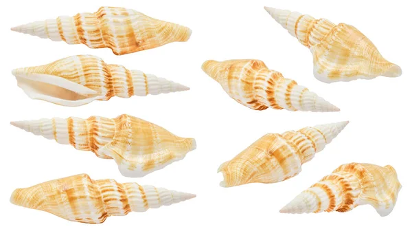 Collection One Seashell Different Perspectives Isolated White Background Clipping Path — Photo