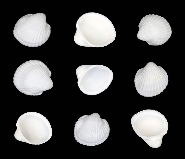 Top View Set Sea Scallop Shell Isolated Black Background — Stok fotoğraf