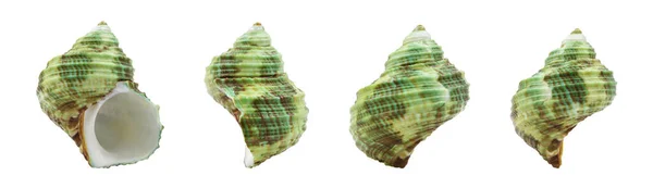 Collection Green Seashells Different Perspectives Isolated White Background Clipping Path — Stock Fotó