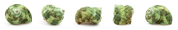 Collection Green Seashells Different Perspectives Isolated White Background Clipping Path — Stockfoto