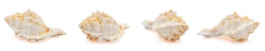 Farklı açılardan bir deniz kabuğu koleksiyonu. Beyaz bir arka planda izole edilmiş. kırpma yolu ile.