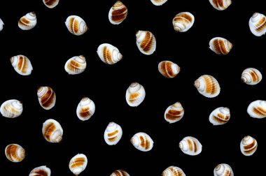 Siyah arkaplanda izole edilmiş beyaz kabukların farklı açılardan üst görünümü