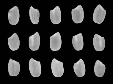 Yakın çekim makro, yüksek çözünürlüklü. Çiğ kahverengi pirinç, Japon kısa tahıllı Koshikari. Siyah arka planda izole edilmiş suşi yapmak için kullanılır. kırpma yolu ile.