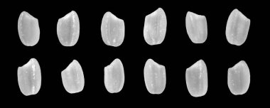 Yakın çekim makro, yüksek çözünürlüklü. Çiğ kahverengi pirinç, Japon kısa tahıllı Koshikari. Siyah arka planda izole edilmiş suşi yapmak için kullanılır. kırpma yolu ile.