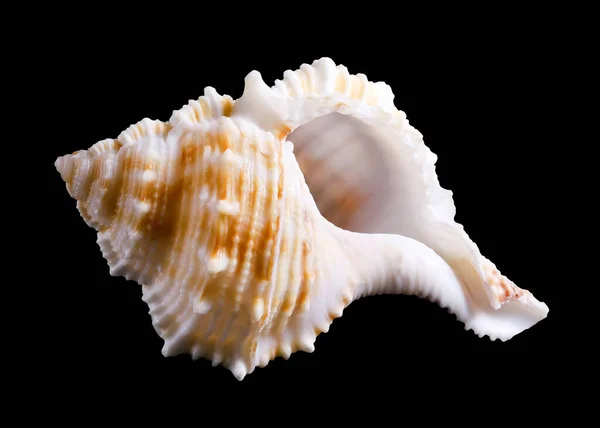 One Sea Shell Isolated Black Background Clipping Path — Stockfoto