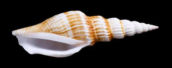 One Sea Shell Isolated Black Background Clipping Path — Stock Photo, Image