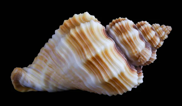 One Sea Shell Isolated Black Background Clipping Path — Stockfoto