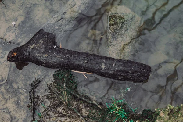 Suda bir ağaç dalı