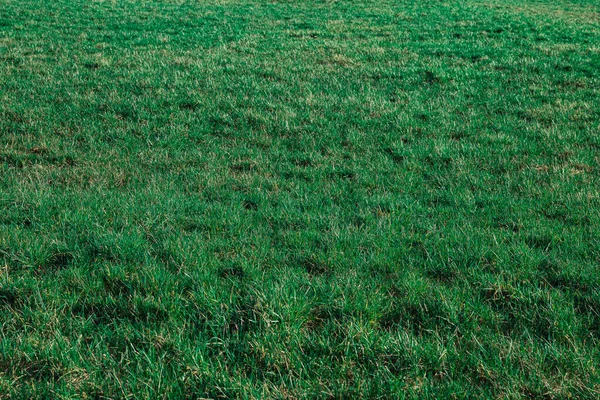 Yaz boyunca yeşil çimenlerin iyi durumda olduğu bir arazi.