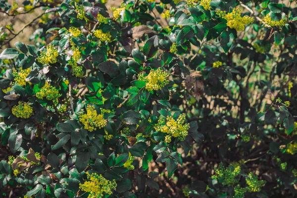 Grüne Blätter Und Gelbe Blüten Hintergrund — Stockfoto